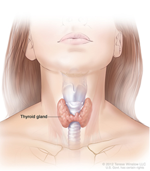 Diagram showing the thyroid gland