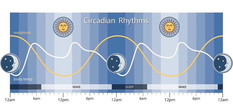 rhythms of sleep wake cycles with melatonin and body temperature