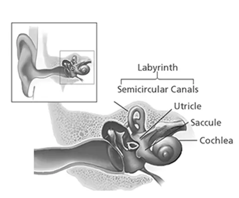 Structures of the balance system inside the inner ear Source: NIH/NIDCD