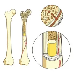 Illustration showing the three layers of a bone
