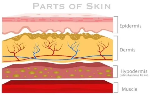 Parts of the skin, showing the different layers of the skin.